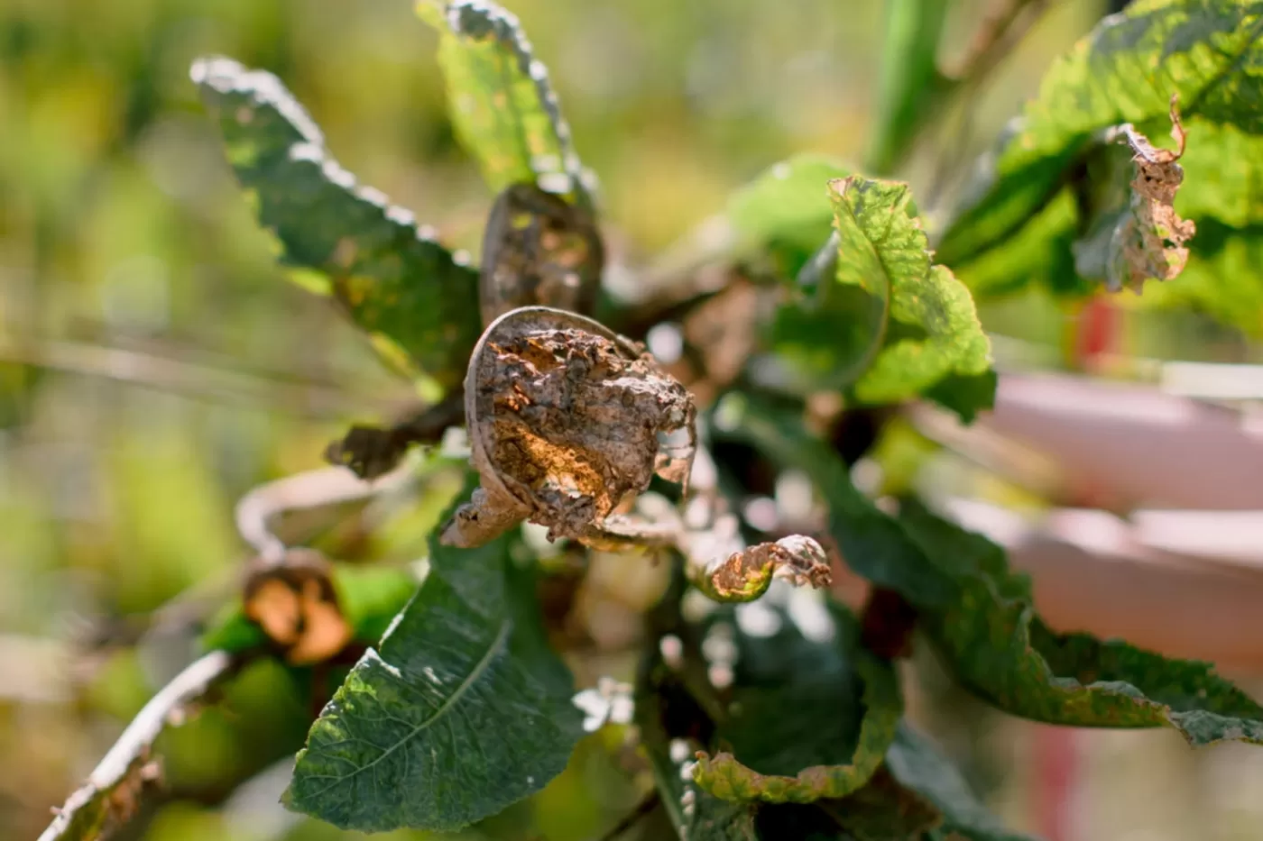 resize_horseradish-2